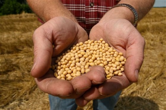 A farmer holds Monsanto's Roundup Ready soybean seeds at his farm in Bunceton, Mo. Monsanto's practice of genetically modifying seeds to resist insects is at the center of a Supreme Court case.